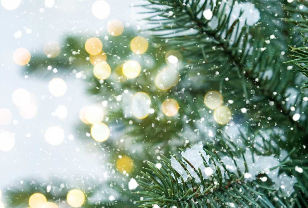 Nahaufnahme beschneiter Tannenzweige für die Beilage „Weihnachtswünsche“ von Oberpfalz Medien.