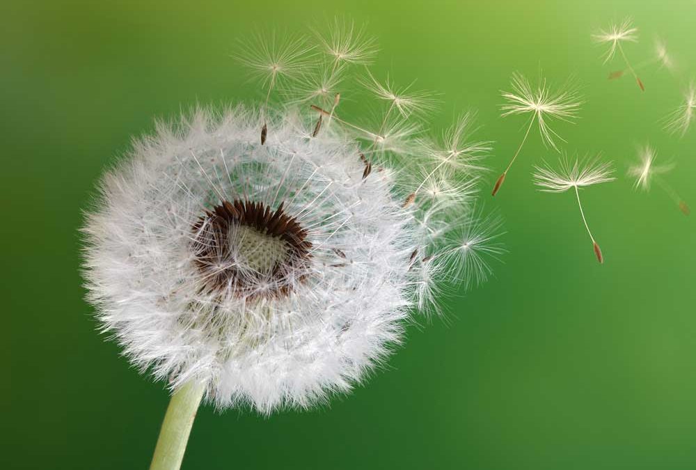 Nahaufnahme einer Pusteblume mit wegfliegenden Flugschirmen auf grünem Hintergrund für das Magazin „Abschied nehmen“ von Oberpfalz Medien.
